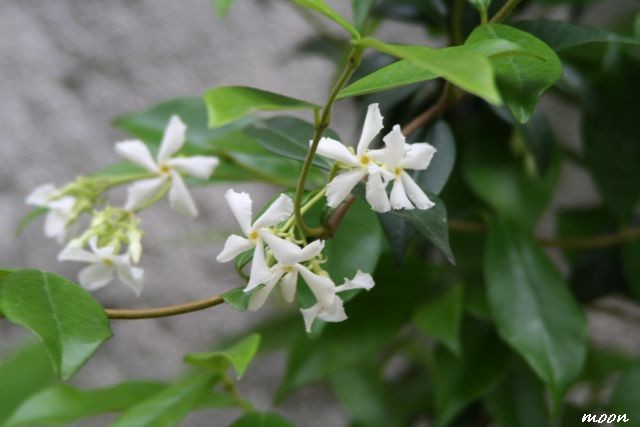 jasmin